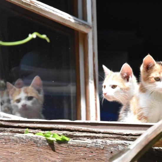 katzen-am-fenster.jpg